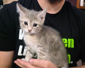 Peggy Carter, Baby Female Domestic Medium Hair