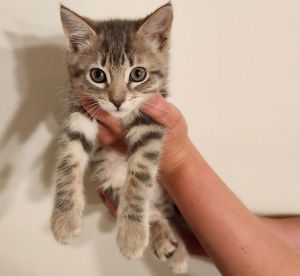 Mantis, Baby Female Domestic Short Hair