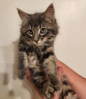 Drax, Baby Male Domestic Long Hair