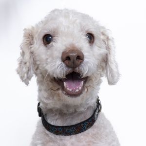 Hi Im Lamb Chop -a ten-year-old mini poodle with a gentle spirit and a wise little face I may be
