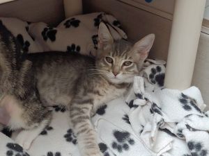 Primary Color Grey Tabby Weight 278lbs Age 0yrs 3mths 0wks Animal has been S