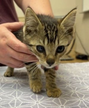 Hi Im Franc Im a 4-month-old male domestic shorthair with a beautiful multicolored coat the cute