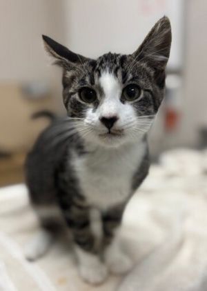 Primary Color Blackwhite Secondary Color Tabby Weight 361lbs Age 0yrs 4mth