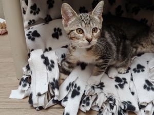 Primary Color Brown Tabby Secondary Color White Weight 273lbs Age 0yrs 3mth