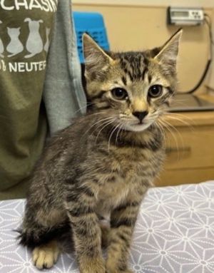 Primary Color Brown Tabby Weight 238lbs Age 0yrs 3mths 3wks Animal has been Neutered