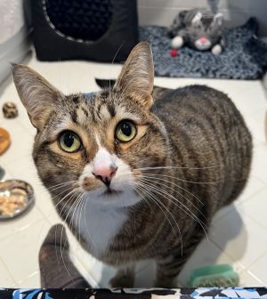 Rocket, Adult Male Domestic Short Hair