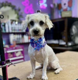 SUZIE, Young Female Miniature Poodle