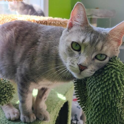 Frida