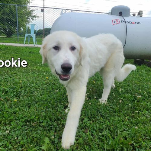 Cookie