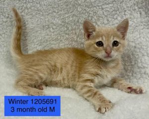 Winter, Baby Male Domestic Short Hair