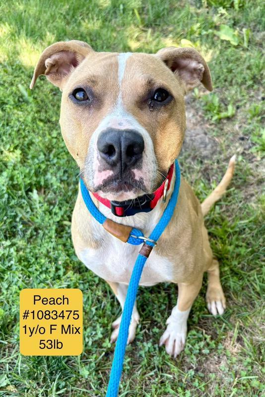 Peach (Nannie)