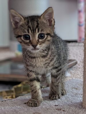 Duffel Domestic Medium Hair Cat