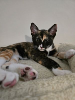 Miso is a very playful girl who loves company and toys She gets along well with her foster siblings