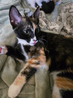 Miso Domestic Short Hair Cat