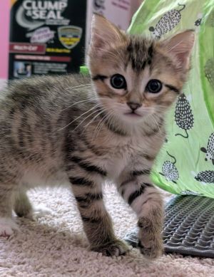 Purse has beautiful blonde tabico coloring and is delightfully soft She is laid back and prefers ge