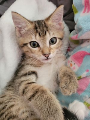 Purse has beautiful blonde tabico coloring and is delightfully soft She is laid back and prefers ge