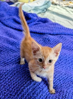 Bright and sweet Juice is irresistable as an orange female She is clever and picks up on everythin
