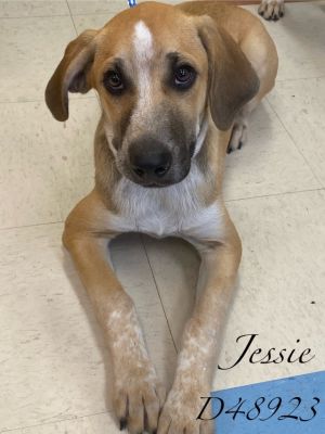 Jessie