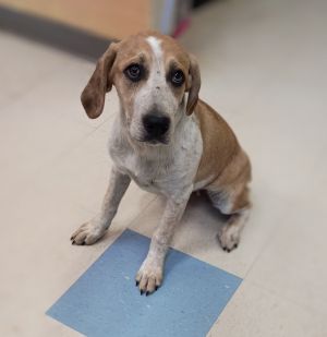 Cassie, Baby Female Australian Shepherd