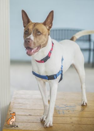 Eugene, Adult Male Pit Bull Terrier