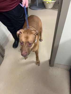 21775- Burrito, Adult Male Pit Bull Terrier