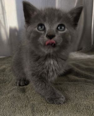 Merchant*felv+, Baby Male Domestic Short Hair