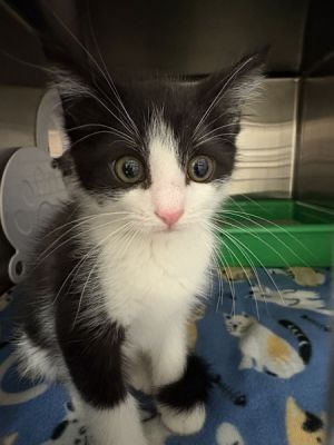 Butch Domestic Short Hair Cat