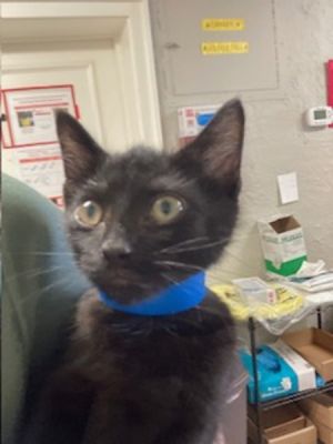 Velvet Domestic Short Hair Cat