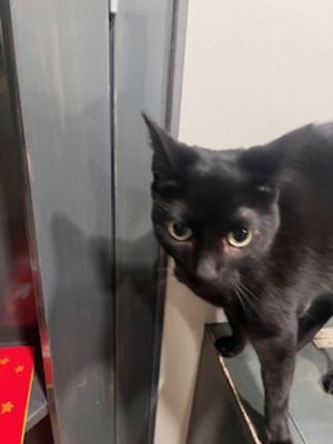 Bells Domestic Short Hair Cat