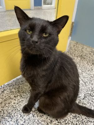 *Onyx*, Adult Male Domestic Short Hair