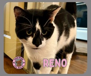 Reno, Adult Male Domestic Short Hair
