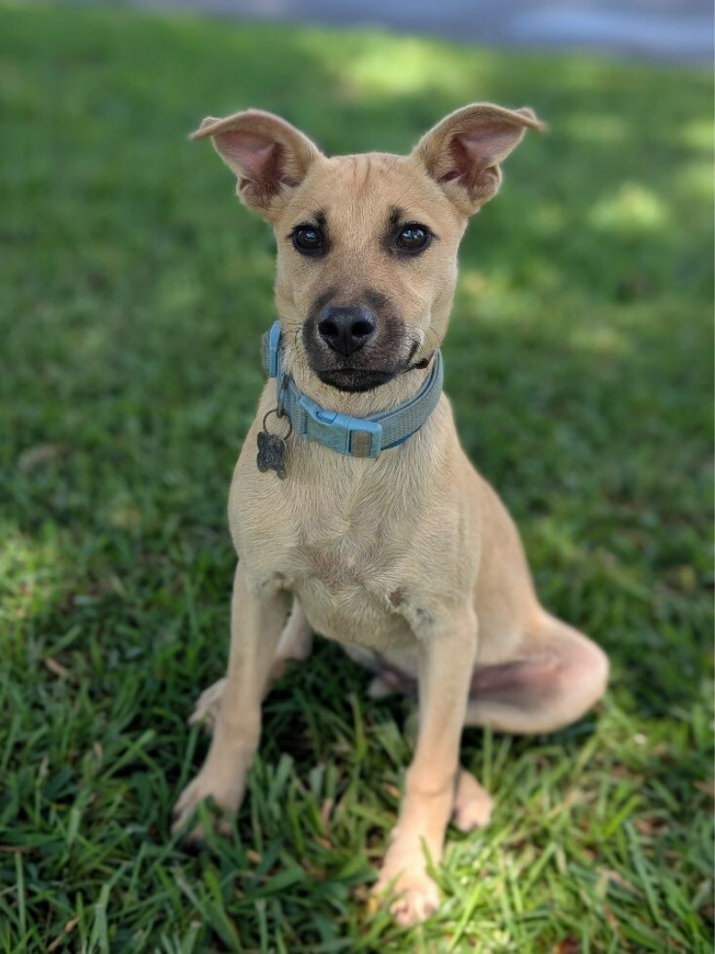 Enzo