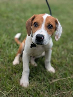 Brendon, Baby Male Beagle