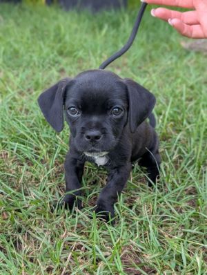 Petunia, Baby Female Pug