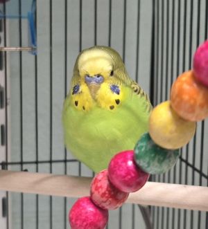 Ronald Kirk, Adult Male unknown