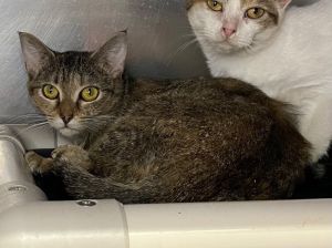 Bertie, Adult Female Domestic Short Hair