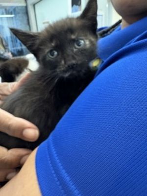 Smidge, Baby Female Domestic Short Hair