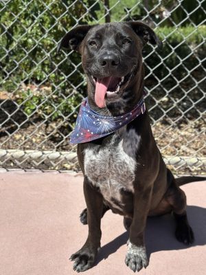 Hey there Im Cain Im an 11-month-old Lab mix with the biggest smile the lon