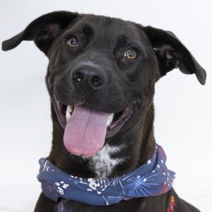 Hey there Im Cain Im an 11-month-old Lab mix with the biggest smile the longest tongue and the