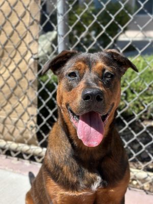 Hi Im Cherry Pie - the sweetest little treat youll ever meet Im a 1-year-old German Shepherd gi