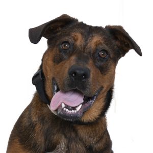 Cherry Pie, Young Female German Shepherd Dog