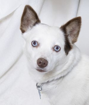 Hi there Im Indira Im a 2-year-old Siberian Husky and Cattle Dog mix with pi