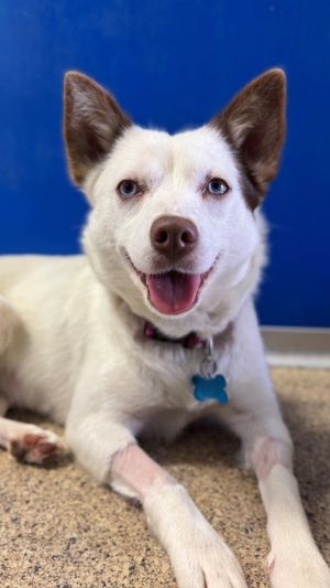 Indira Australian Cattle Dog / Blue Heeler Dog