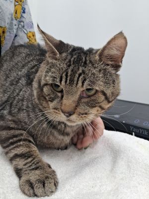 Hank, Adult Male Domestic Short Hair