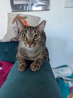 Candy Cane, Young Male Domestic Short Hair