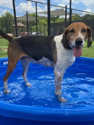 Violet, Young Female Hound