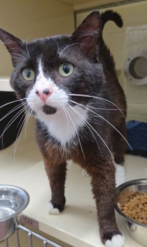 Tubby Nugget, Adult Male Domestic Short Hair