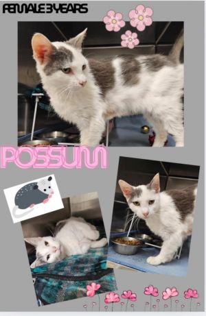 Possum