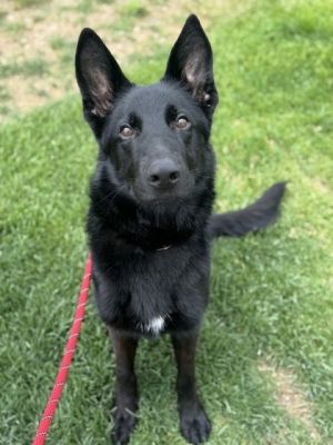 Mustang, Adult Male German Shepherd Dog