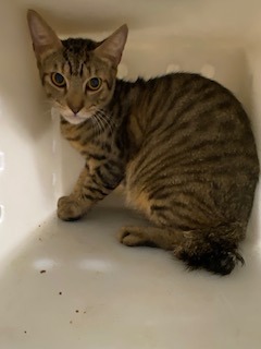 Waltuh, Adult Male Domestic Short Hair